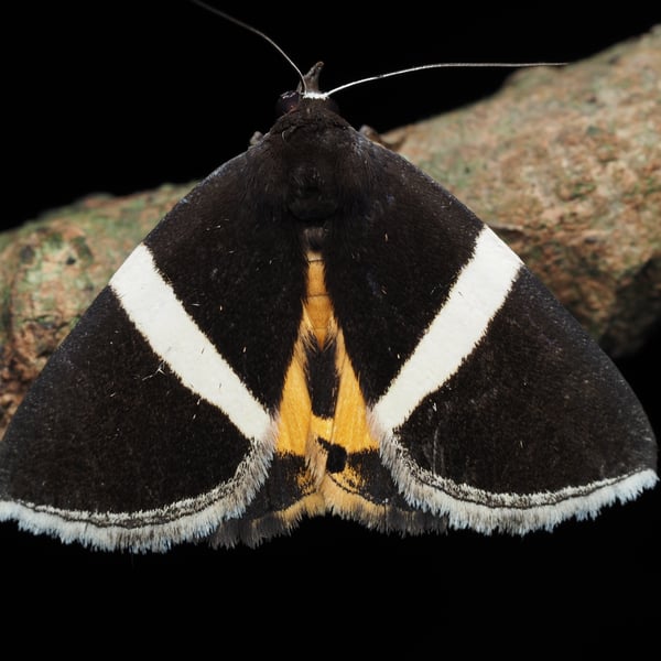 Fodina oriolus
