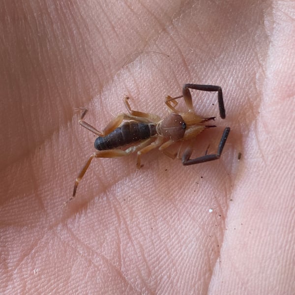 Ammotrechula peninsulana