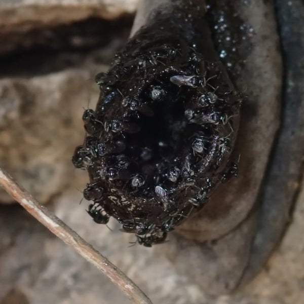 Tetragonula iridipennis