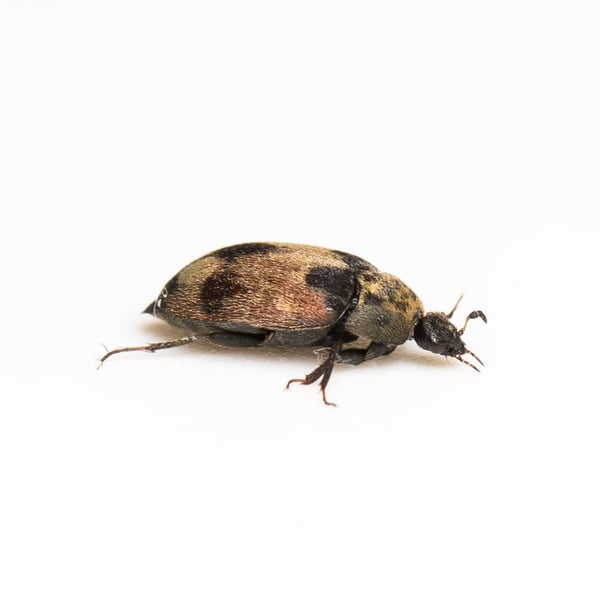 Attagenus bifasciatus