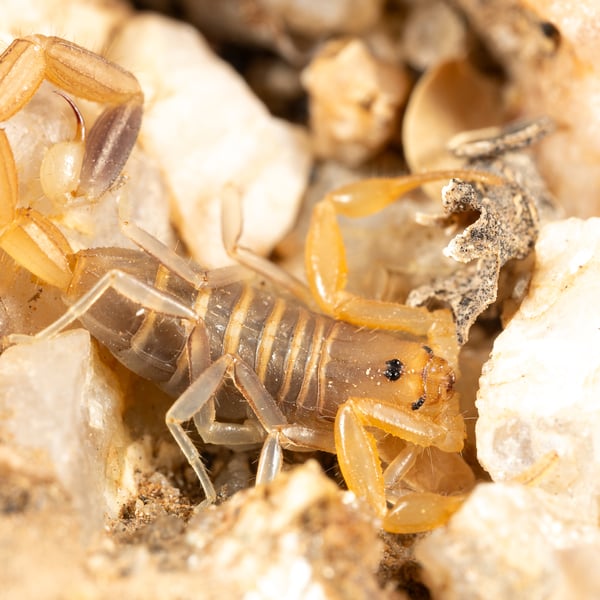 Uroplectes schlechteri