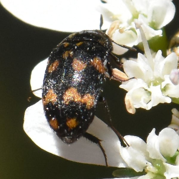 Attagenus pustulatus