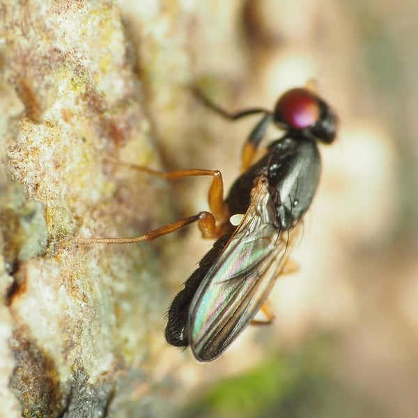Heteromeringia nitida