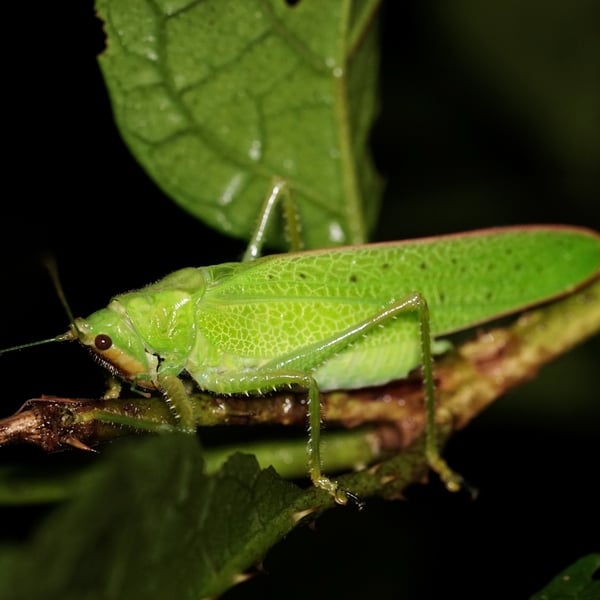 Copiphora brevirostris