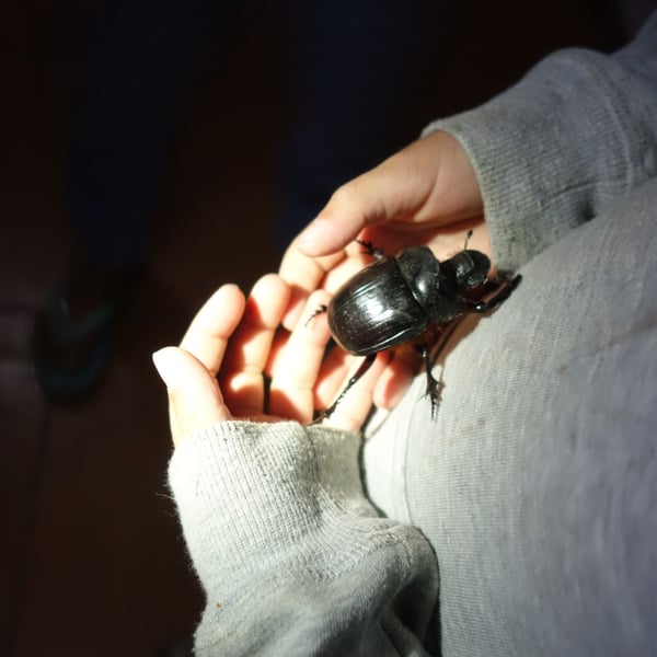 Heliocopris japetus