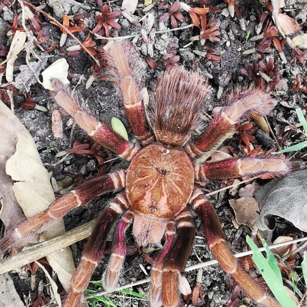 Pamphobeteus insignis