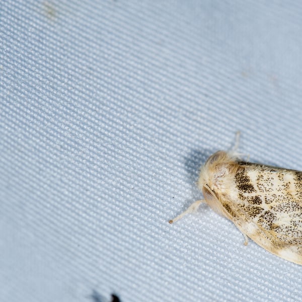 Artaxa kanshireia