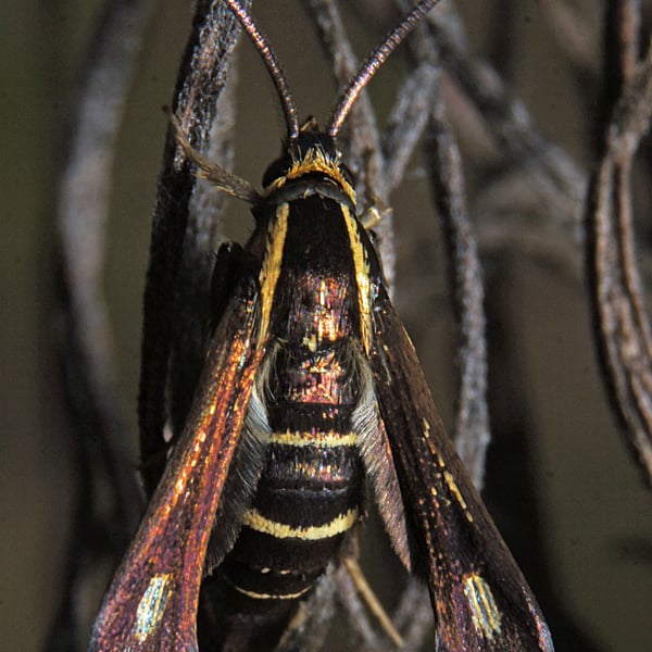 Carmenta anthracipennis