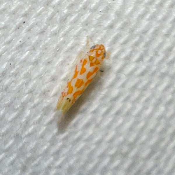 Eratoneura acantha