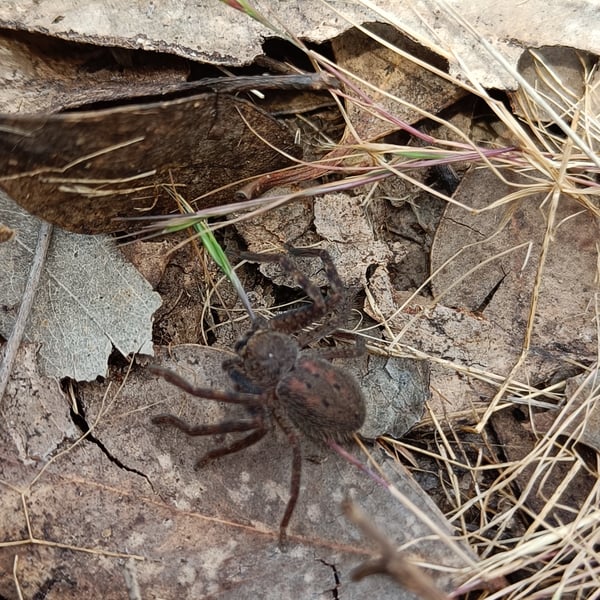 Isopedella frenchi