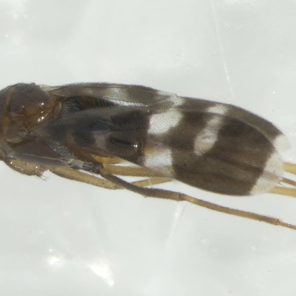Callipteroma sexguttata