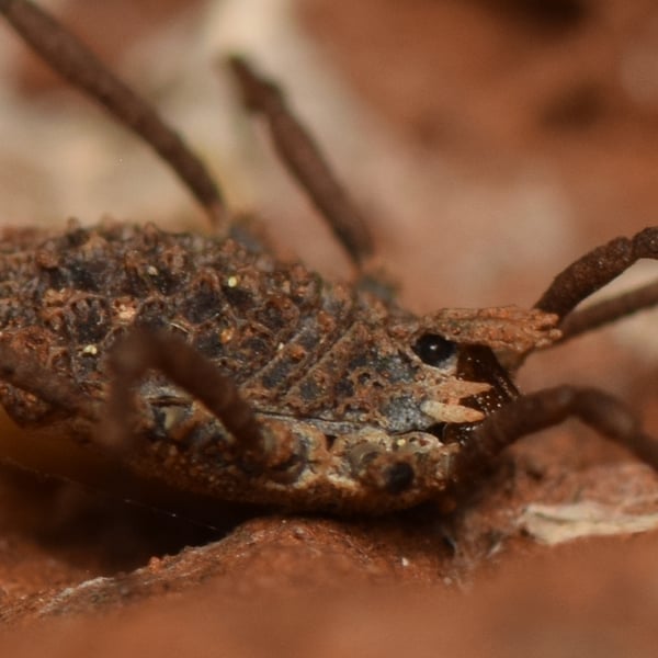Ortholasma levipes