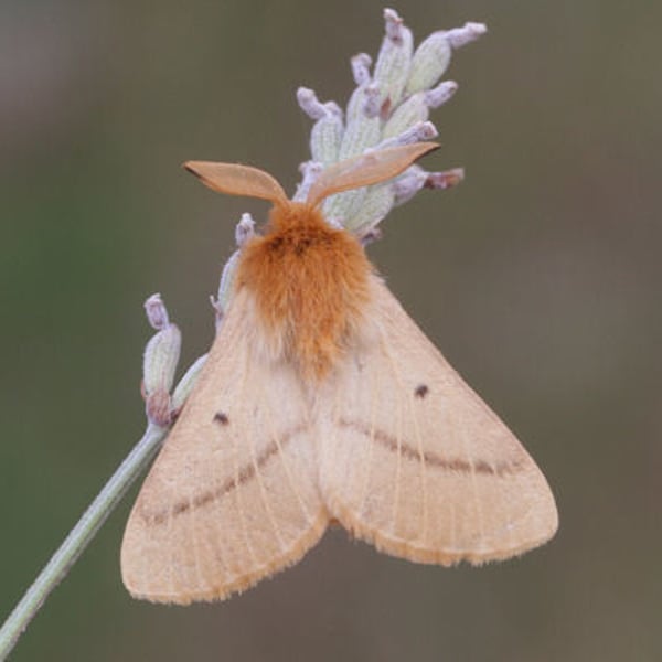 Lemonia strigata