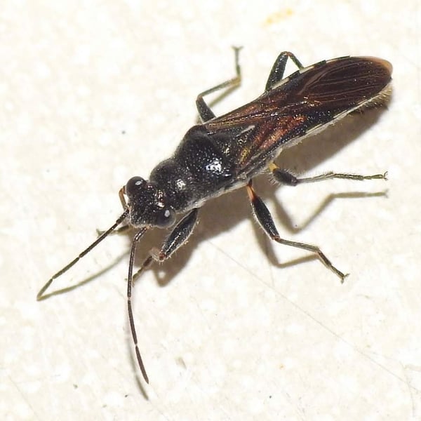 Nerthus taivanicus