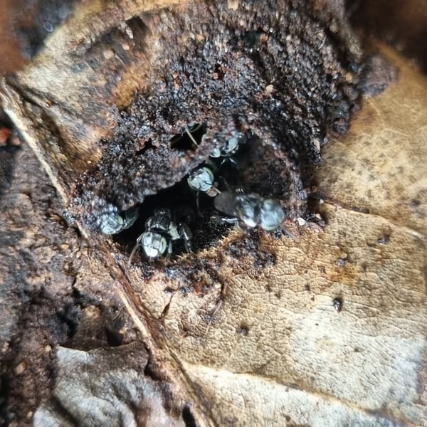 Tetragonula mellipes