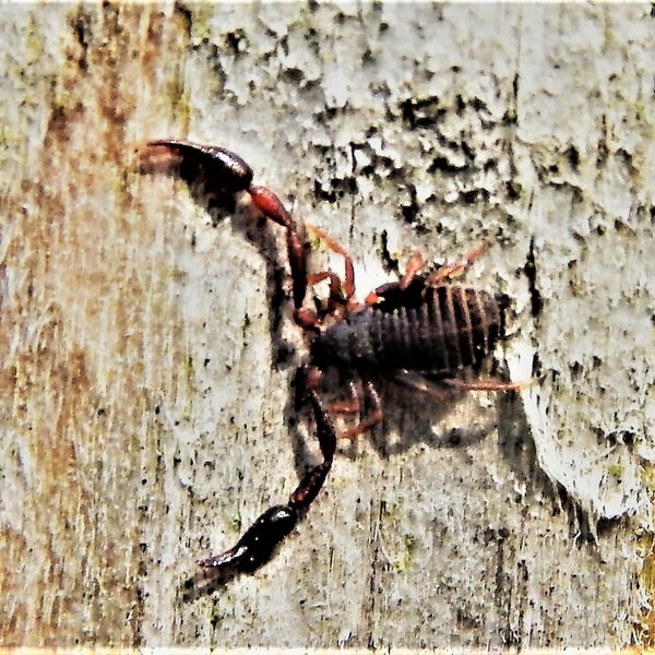 Chelifer