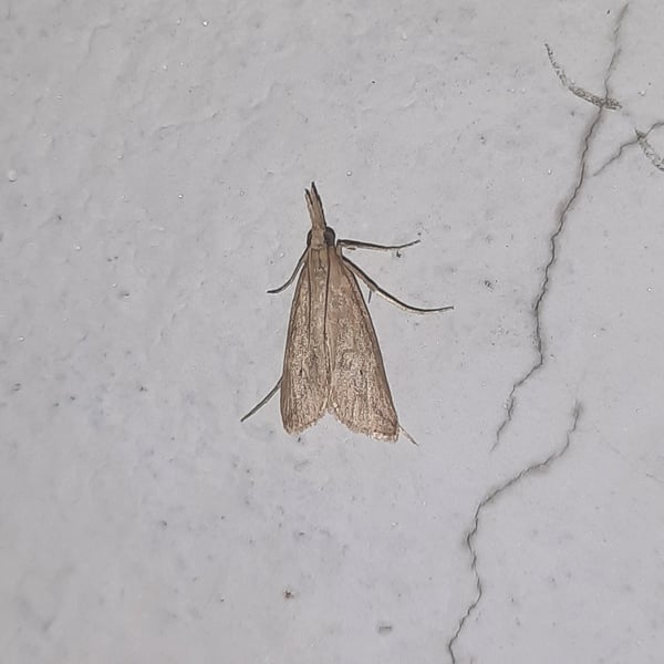 Donacaula melinellus