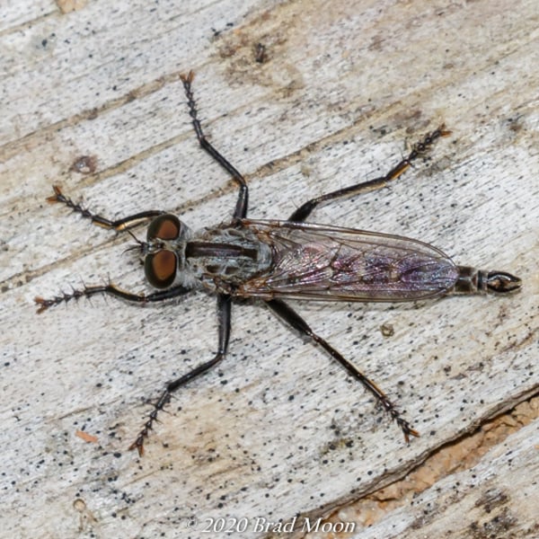 Machimus maneei