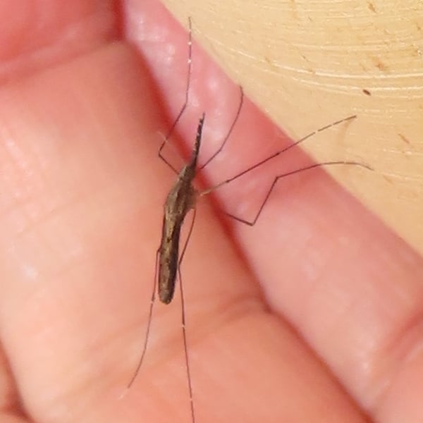 Anopheles tenebrosus