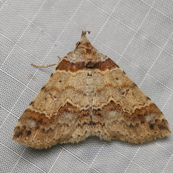 Bertula picta