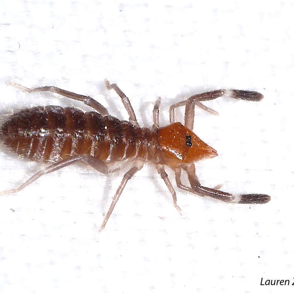 Ammotrecha chiapasi