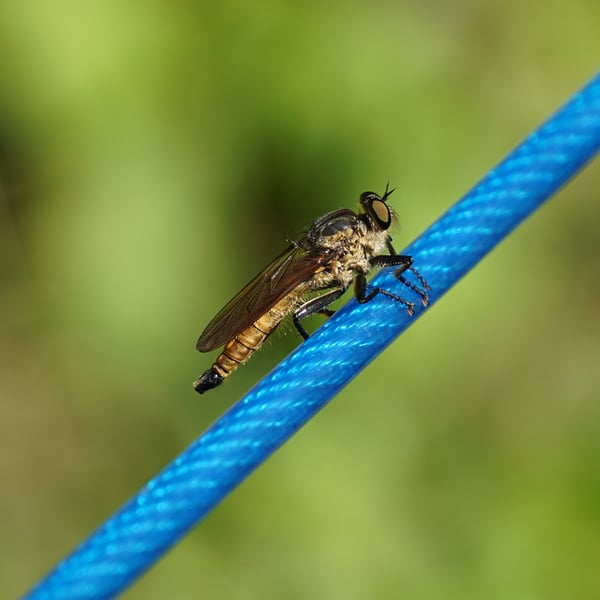 Machimus aurulentus