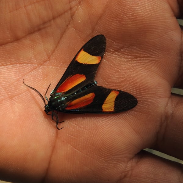 Cyanopepla submacula