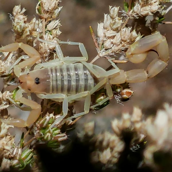 Uroplectes gracilior