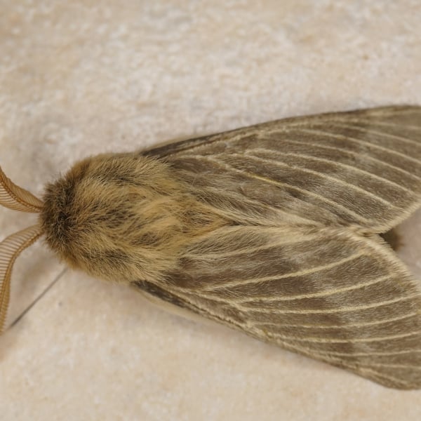 Lemonia syriensis