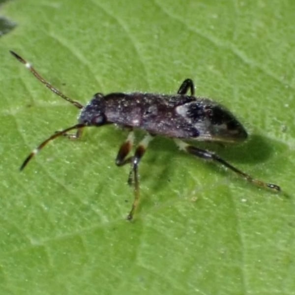 Heterogaster chinensis