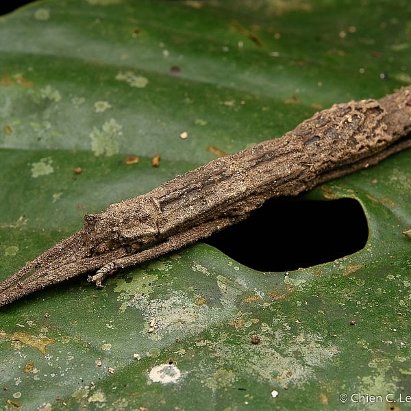 Pylaemenes borneensis
