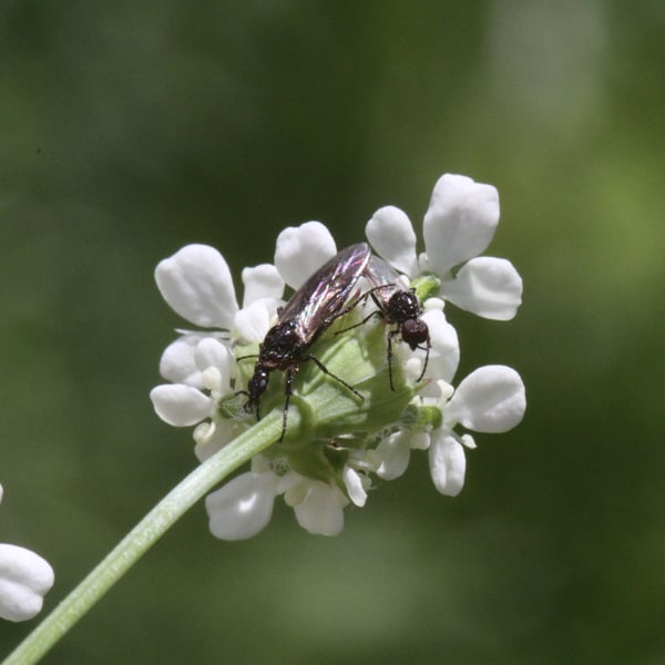 Dilophus antipedalis