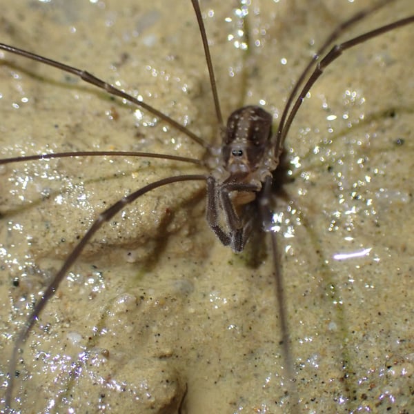 Forsteropsalis photophaga