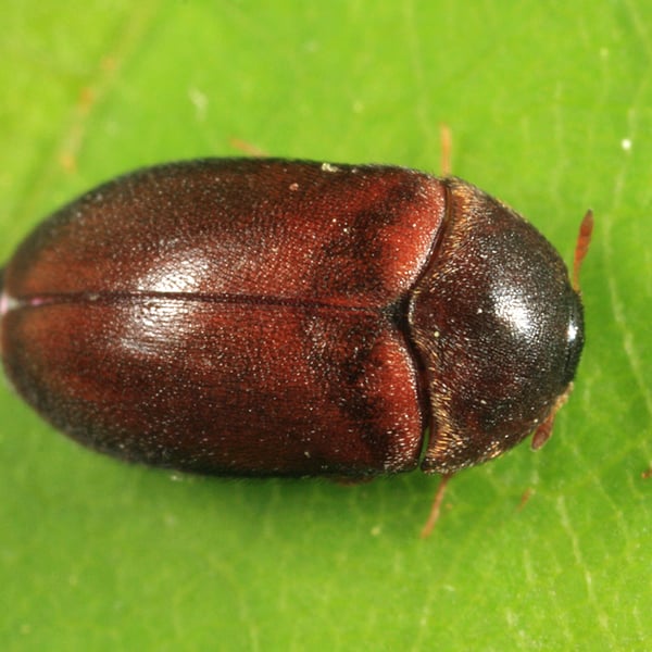 Attagenus brunneus