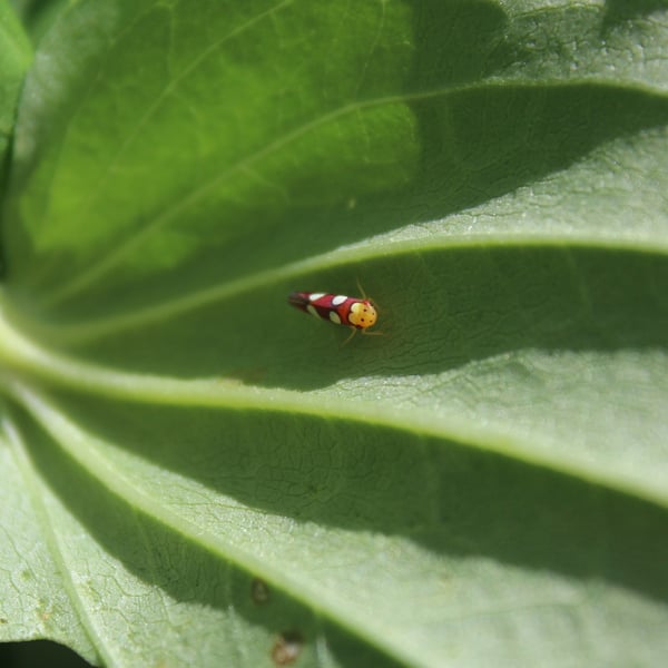 Erythrogonia laudata