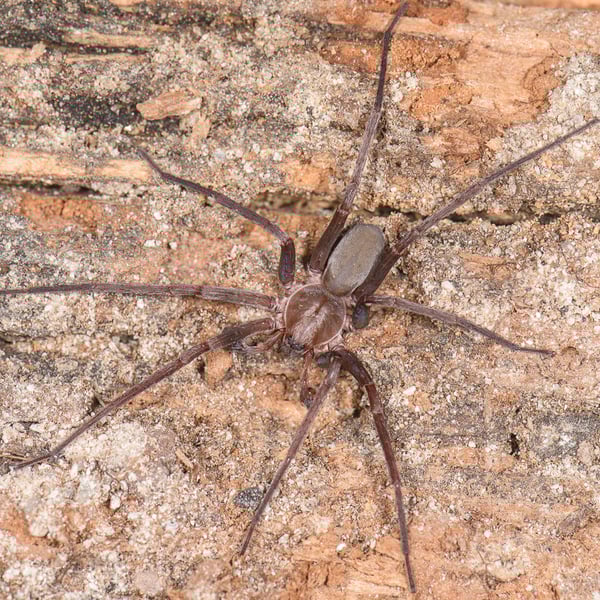 Titiotus gertschi