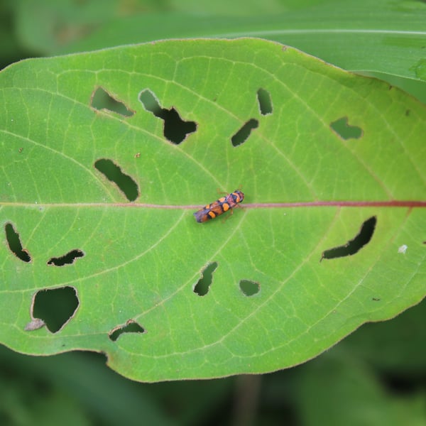 Erythrogonia jucunda