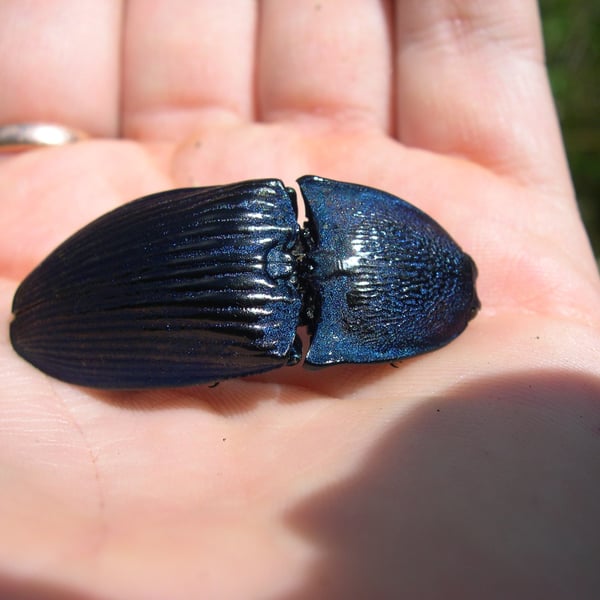 Chalcolepidius lacordairii