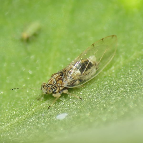 Bactericera lavaterae