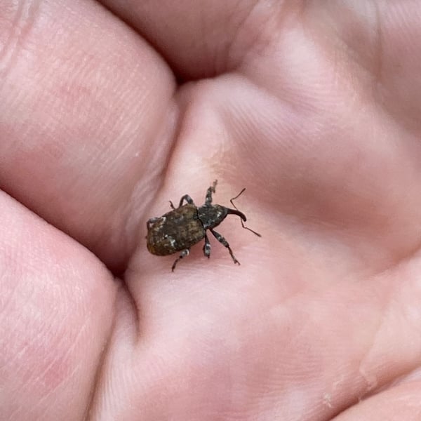 Conotrachelus neomexicanus