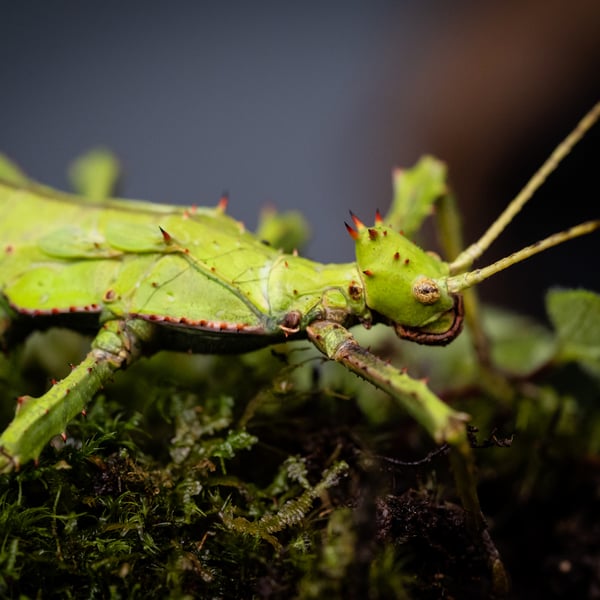 Heteropteryx dilatata