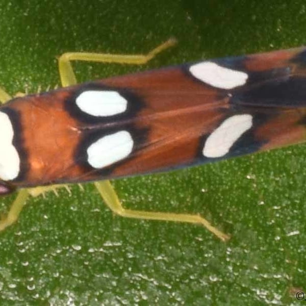 Erythrogonia areolata