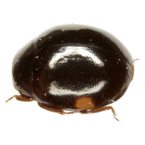 Hyperaspis pleuralis