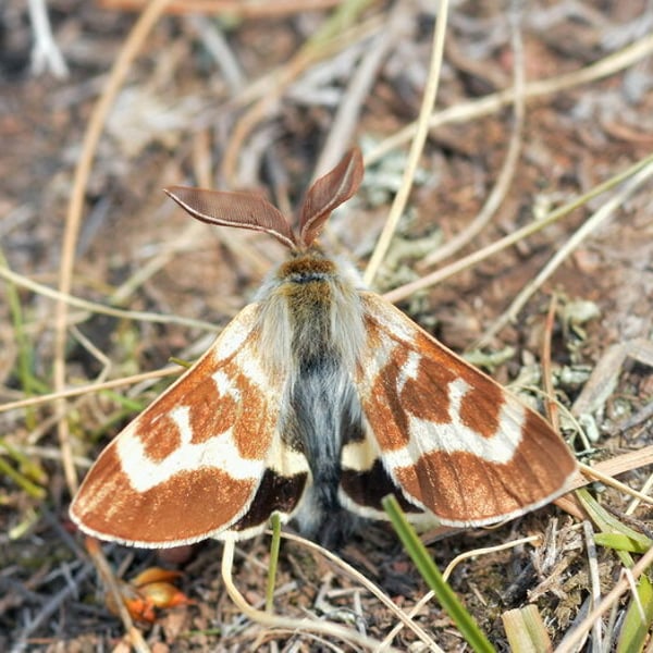 Lemonia sardanapalus