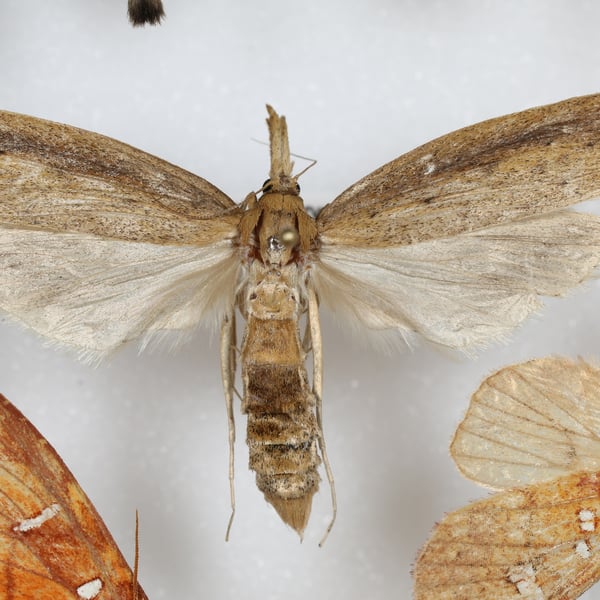 Donacaula maximellus