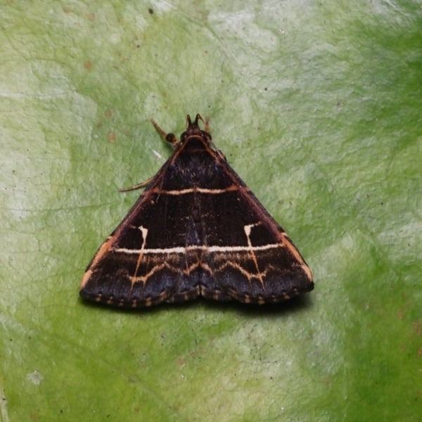 Bertula pallidicosta