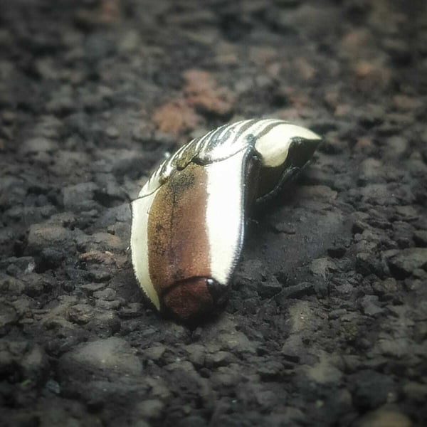 Chalcolepidius limbatus