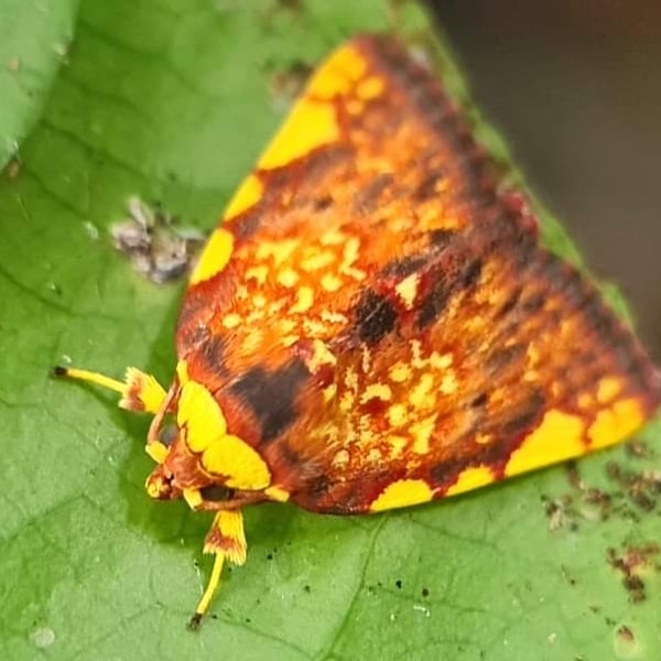 Siglophora haematica