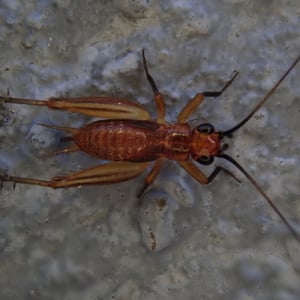 Insects Id: Common Trig (Trigonidium cicindeloides)