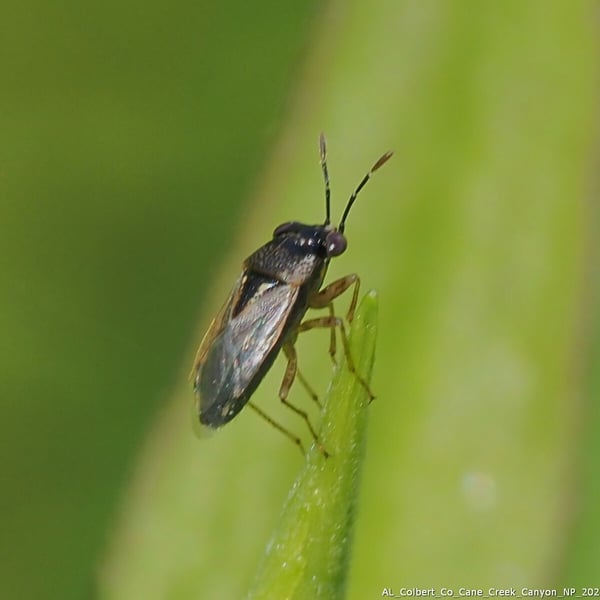 Geocoris punctipes